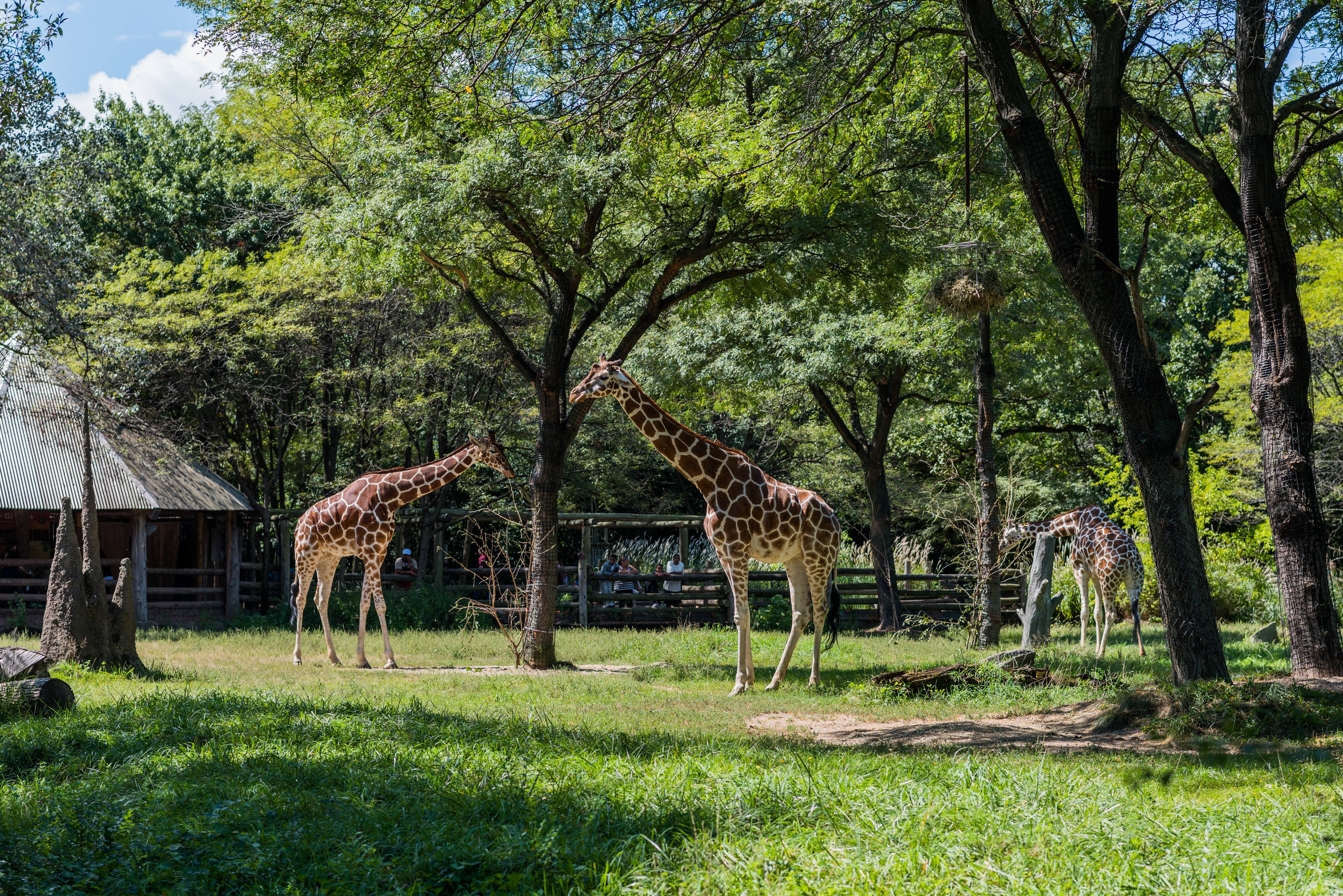 Красивый зоопарк. Зоопарк Wildlife Park Izmir. Сафари парк Билефельд. Московский государственный Зоологический парк. Сафари-парк зоопарка Сан-Диего.