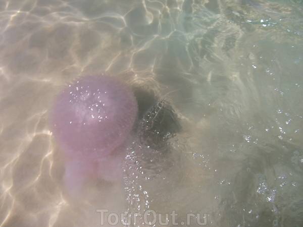 Медузы в таиланде: что делать при укусе медузы | едем сами с ok_vickie