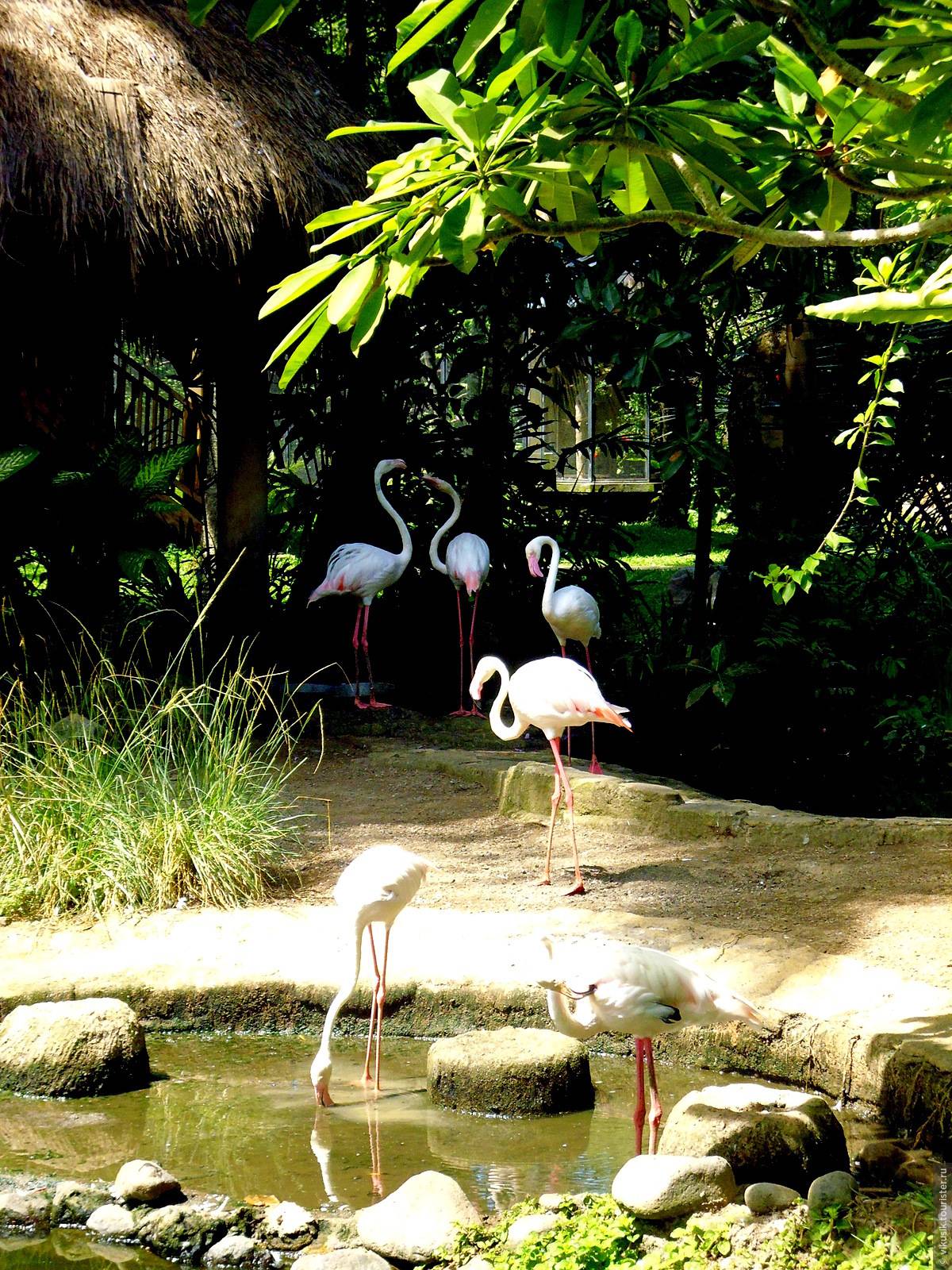 Национальный зоопарк на бали