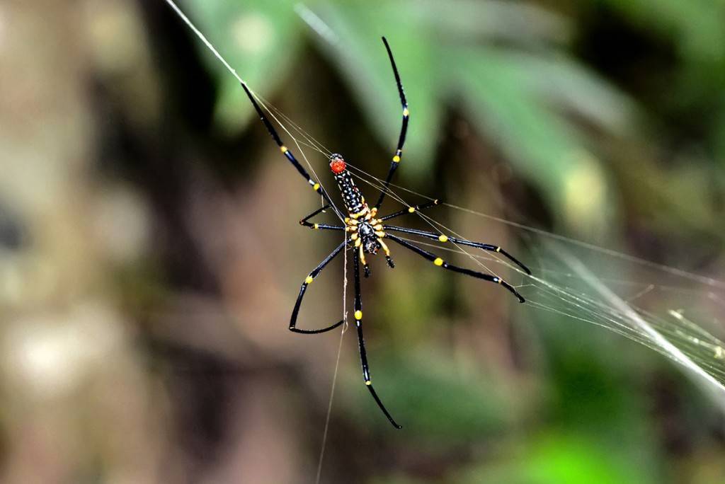 29 ядовитых пауков: самые опасные в мире, какой самый ядовитый, виды смертельных