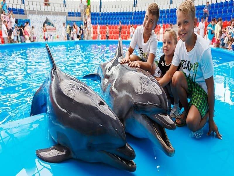 Дельфинарий в паттайе - шоу, плавание с дельфинами, расписание, билеты со скидкой | паттайя гид