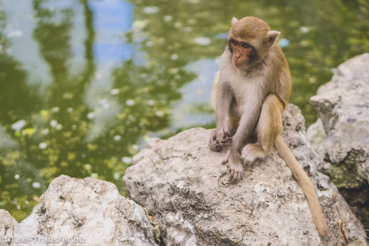 Остров обезьян хон-лао в нячанге, вьетнам естественный заповедник