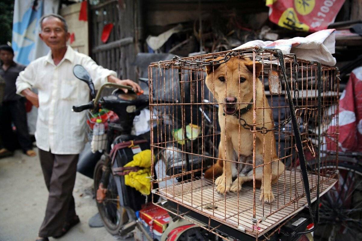 «они едят собак!» фестивали собачьего мяса в китае: почему зоозащитники до сих пор не добились запрета