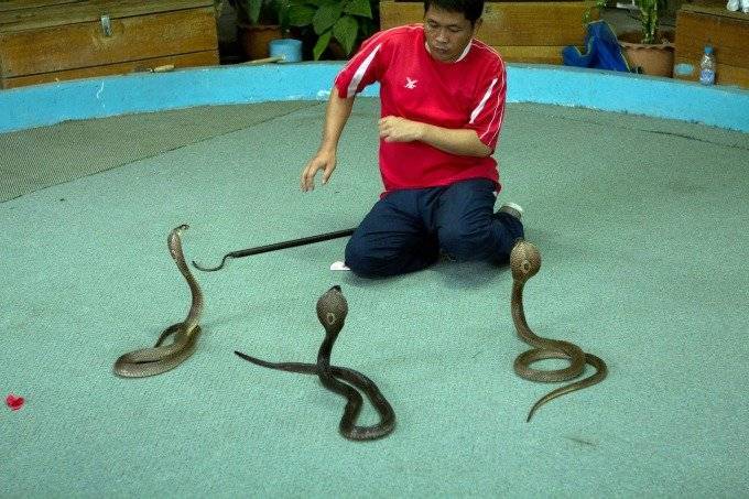 Опасности в тайланде: насекомые, змеи и прочая живность