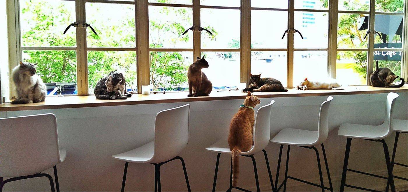 Кафе с кошками и котами | прогулки по японии в cat cafe | кофе блог - кофе-блог: всегда в гуще событий