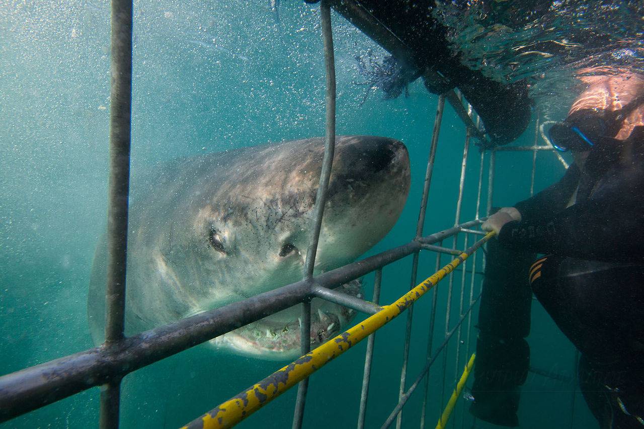 16 фактов про нападение акул, которые способны вас шокировать :: инфониак