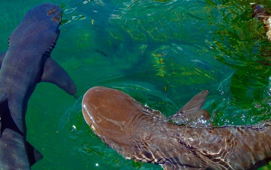 Есть ли акулы на гоа – возможно ли нападение на туристов? | mirplaneta