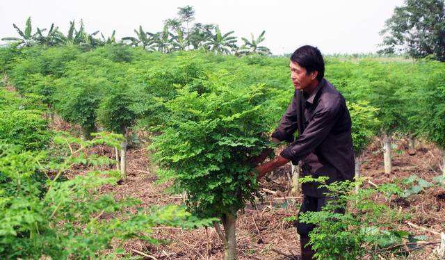 Моринга масличная из вьетнама: полезные свойства и применение