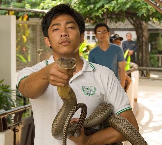 Змеиная ферма бангкока – бангкок сити