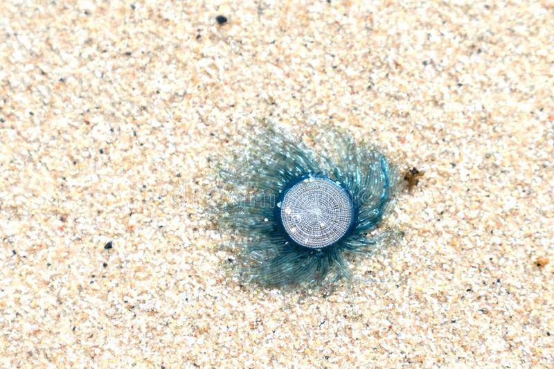 Медузы на лангкави. история одного укуса или первые приключения в новом году