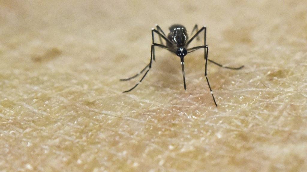 Лихорадка денге в тайланде - как защитить себя? - pikitrip
