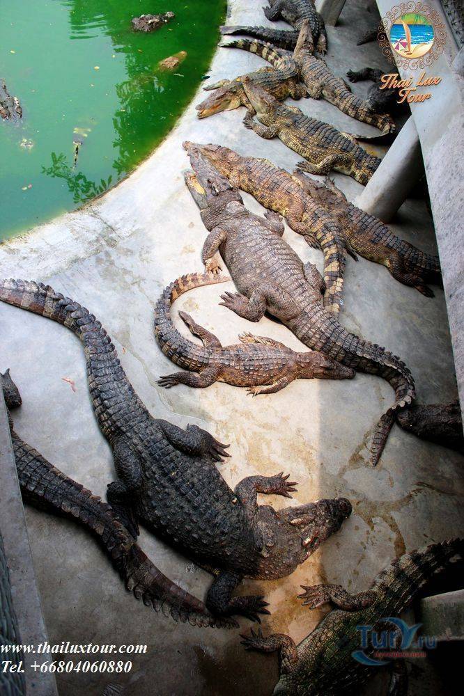 Крокодиловая ферма в провинции самутпракан, бангкок, таиланд. отели рядом на карте, отзывы, фото, видео, как добраться — туристер.ру