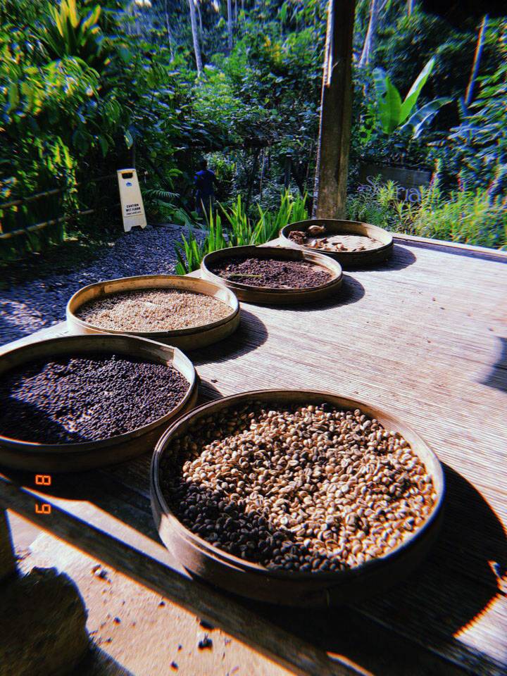 Кофейные плантации на бали и ферма для производства кофе лювак