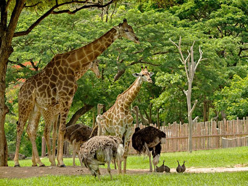 Khao kheow zoo. Зоопарк в Тайланде Паттайя. Паттайя парк Кхао Кхео. Зоопарк Khao Kheow. Зоопарк Кхао Кхео животные.