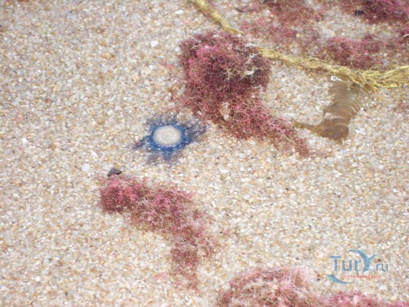 Медузы на лангкави. история одного укуса или первые приключения в новом году