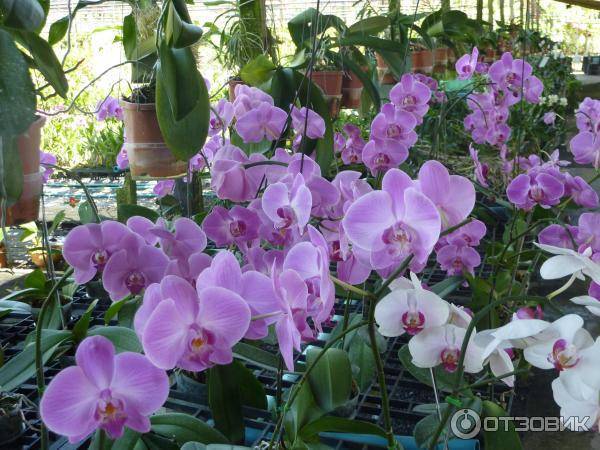 Phuket orchid resort
