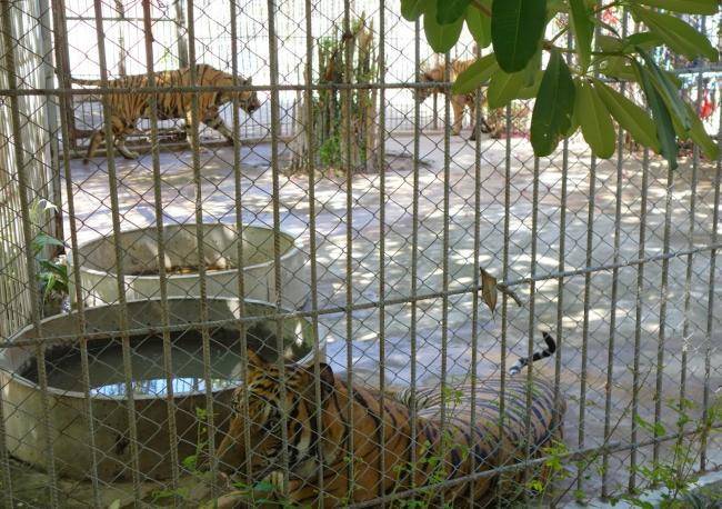 Кхао кхео зоопарк в паттайе – сафари в центре страны.
