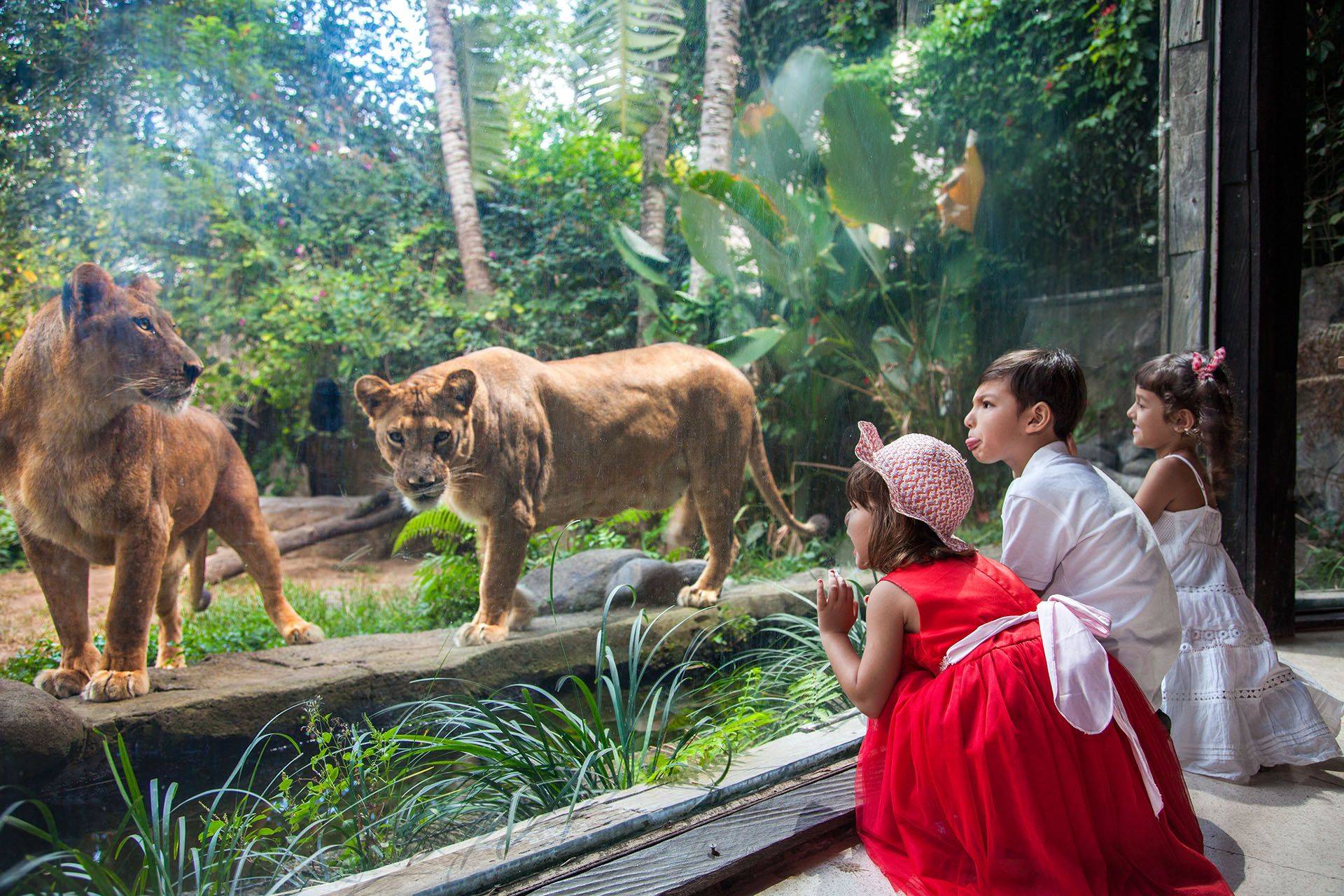 Зоопарк на бали: где находится, как добраться, описание зоопарка
