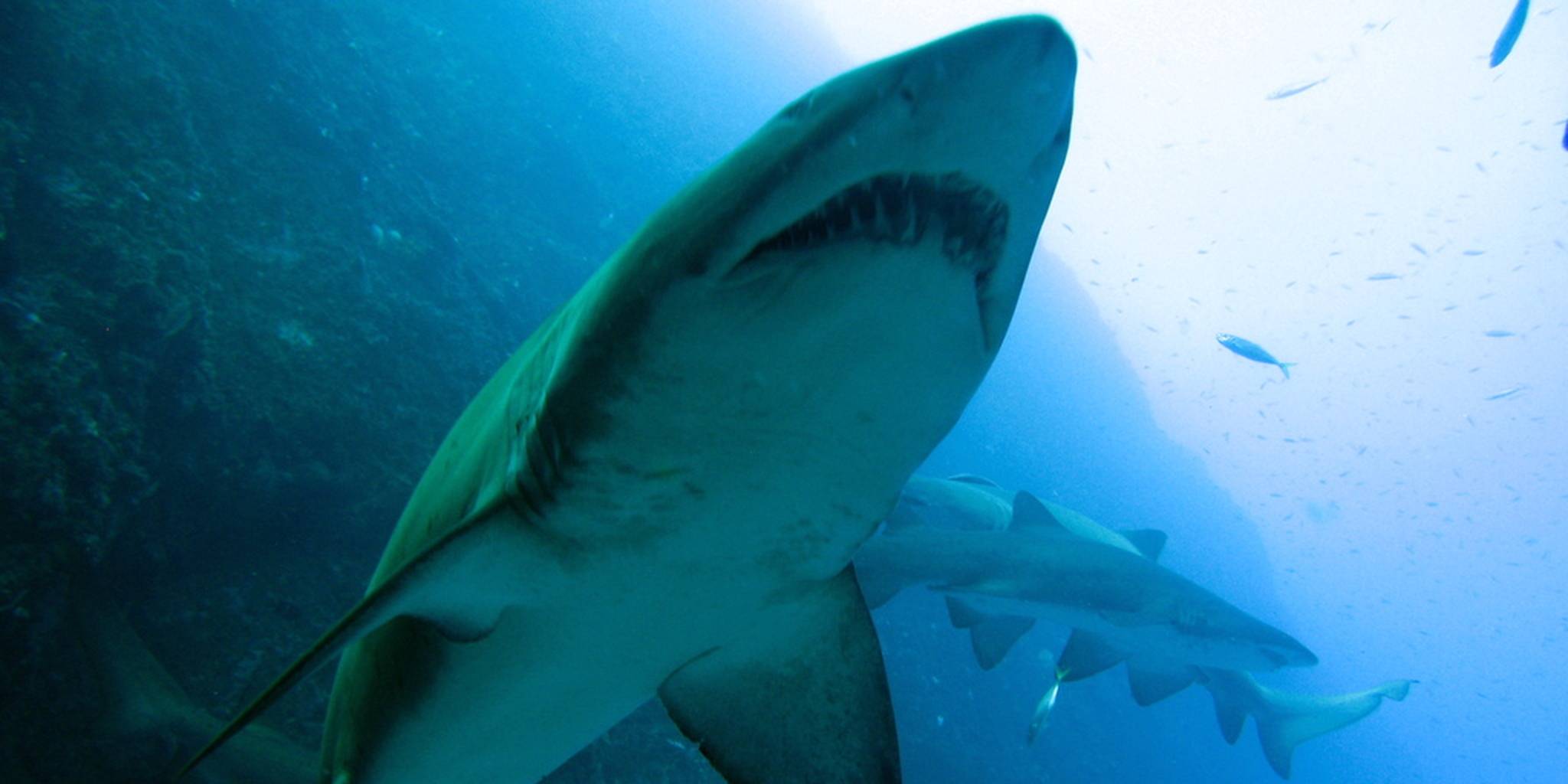 Есть ли акулы на бали и опасны ли они?