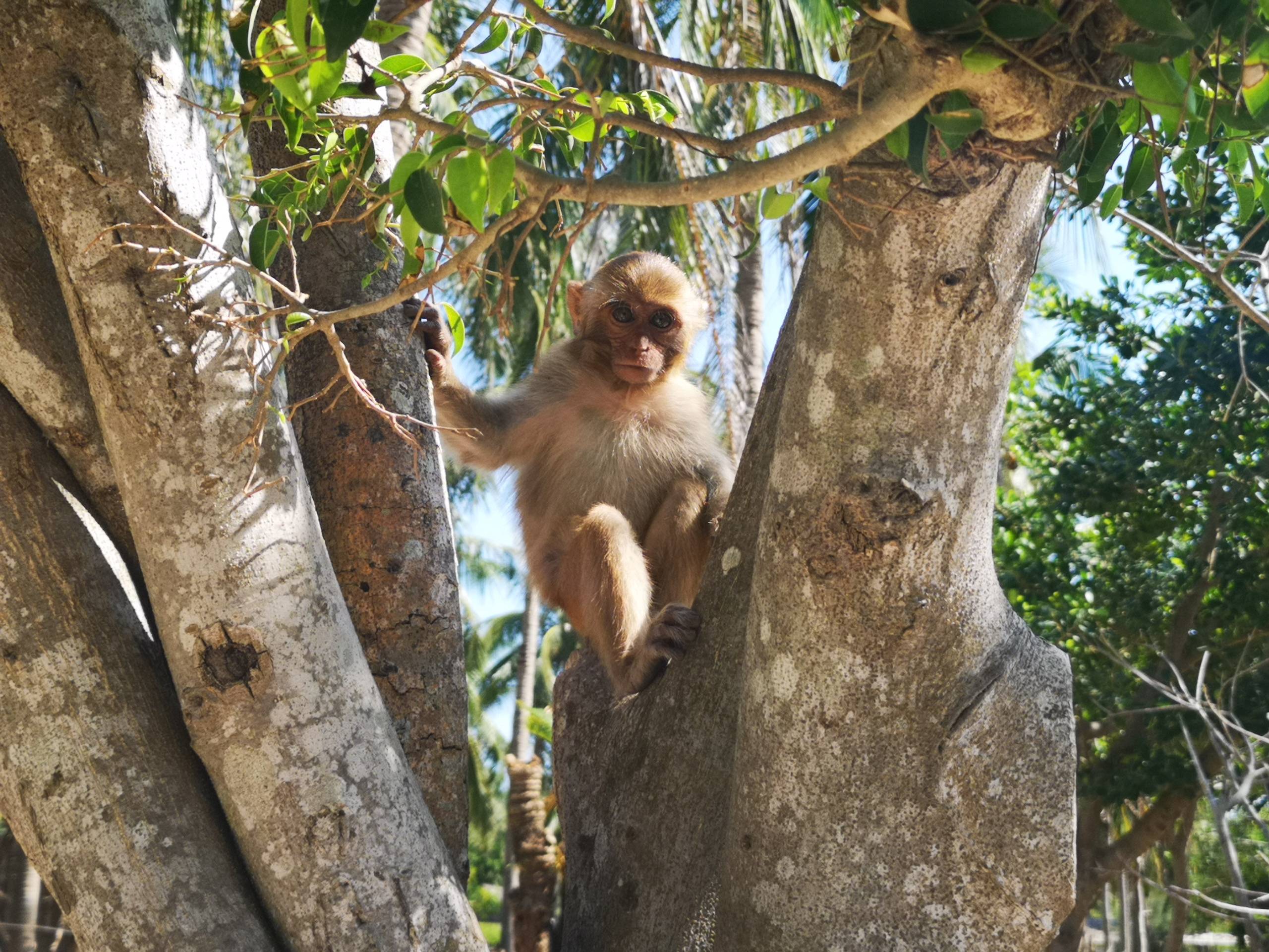 Остров обезьян хайнань, китай | nanwan monkey island