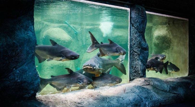 Новый океанариум на пхукете (aquaria phuket thailand) » journey-assist