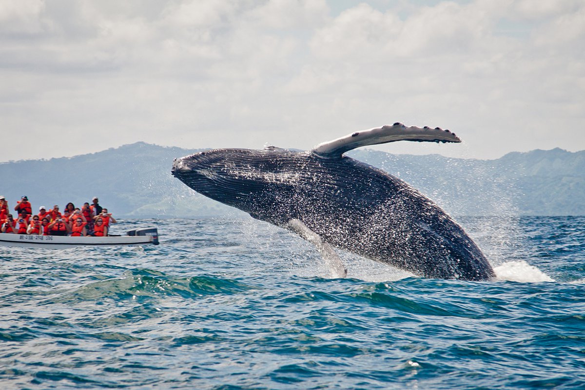 Шри-ланка – экскурсия “наблюдение за китами”