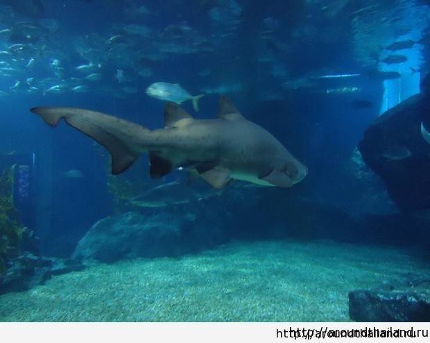 Водятся ли акулы у берегов турции и другие опасные жители моря