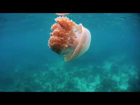 Ужалила медуза на черном море, в тунисе, в таиланде: что делать, симптомы, фото