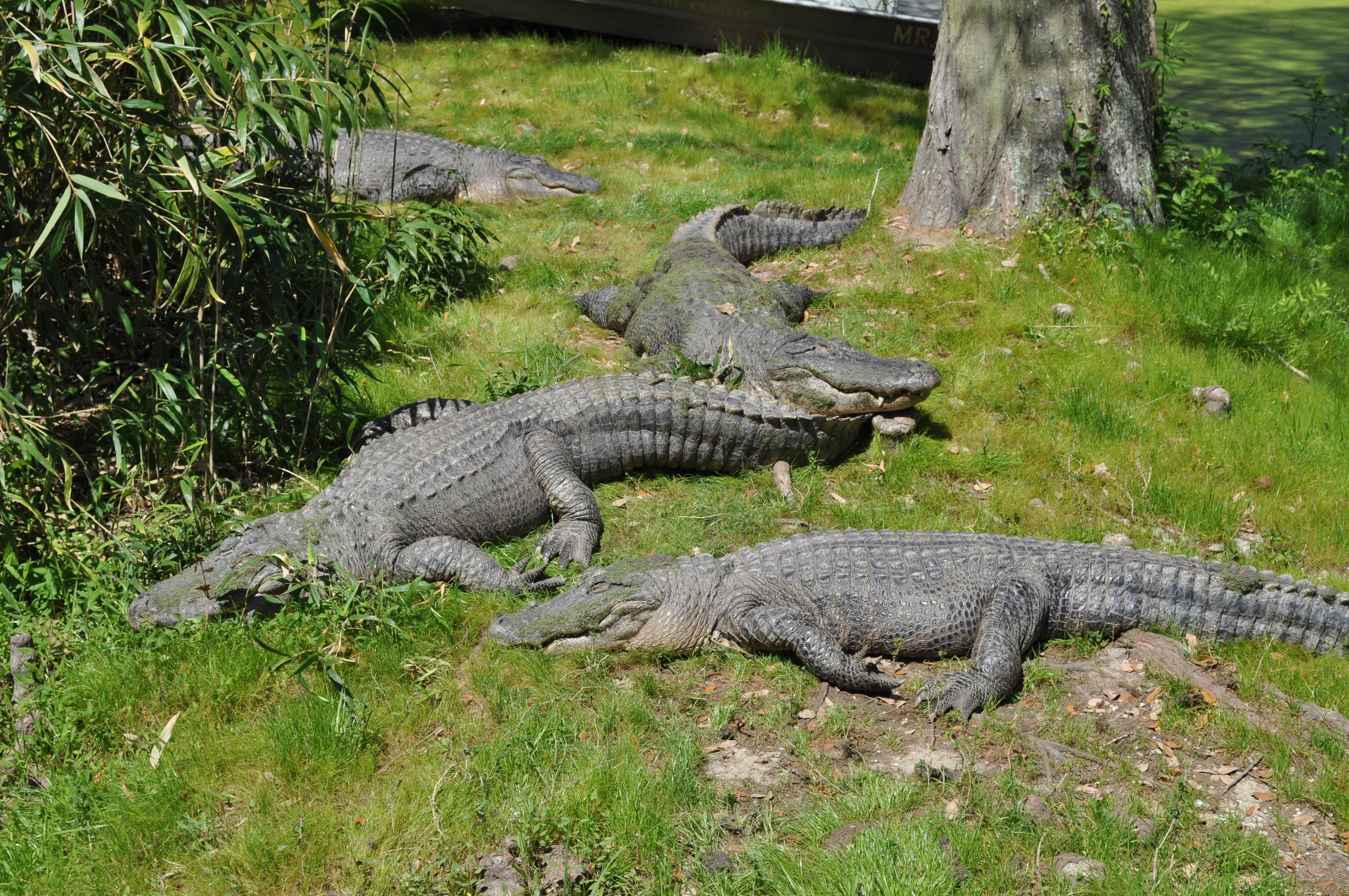 Крокодиловая ферма: шоу, развлечения, кормление крокодилов