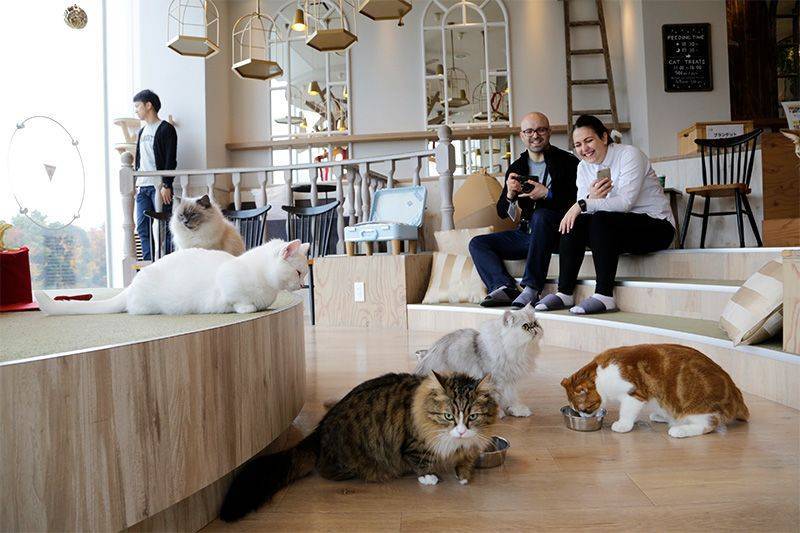 Котокафе - мода на кафе с кошками захватывает мир или топ-10 котокафе по всему миру – так удобно!  traveltu.ru