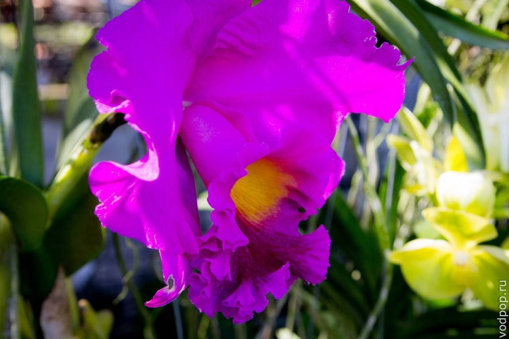 Отель орхидея пхукет (phuket orchid resort): полный обзор