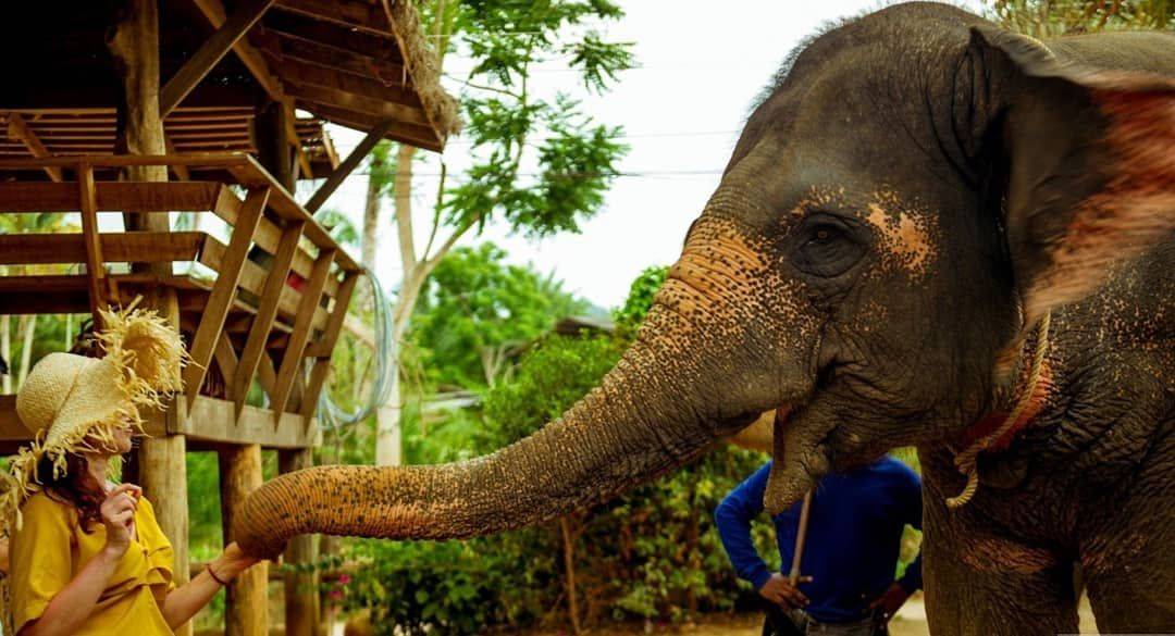 Катание на слонах на пхукете: лучшее развлечение в тайланде
