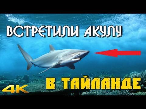 Нападения акул в таиланде ∞ лагуна акул