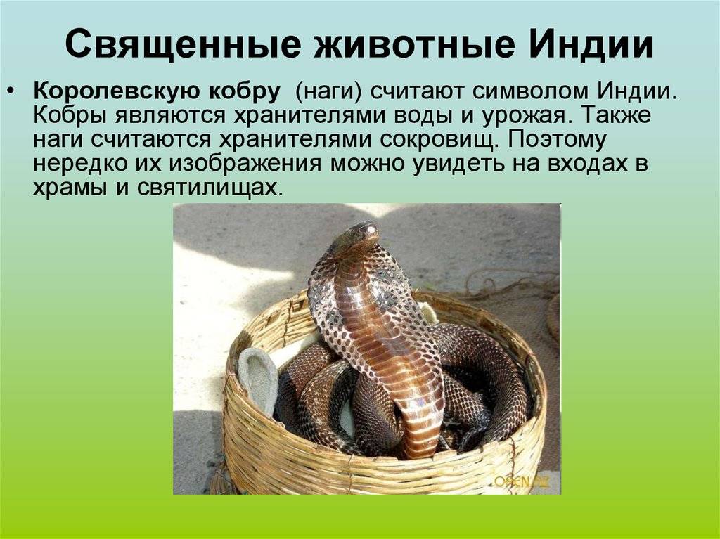 Священное животное в индии корова презентация