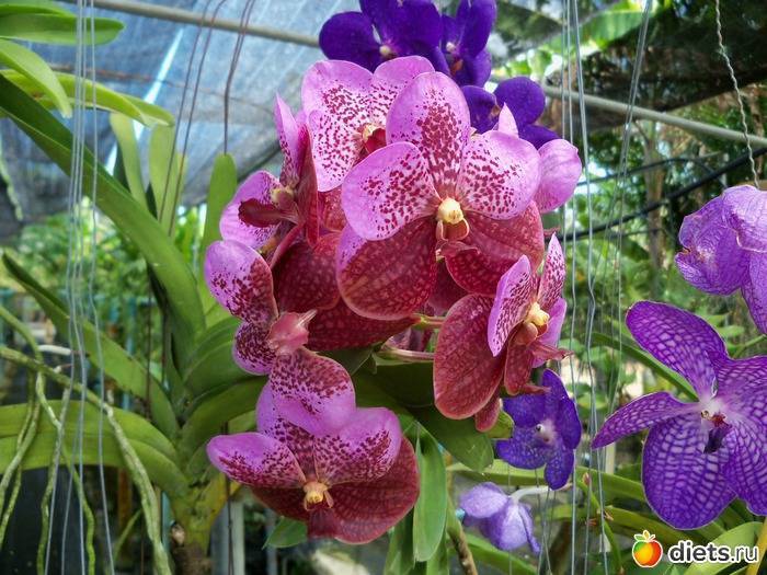 Отель орхидея пхукет (phuket orchid resort): полный обзор