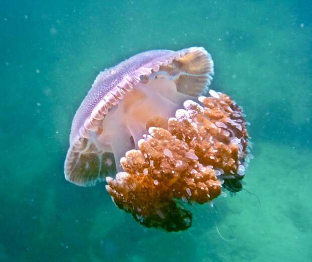 Есть ли ядовитые медузы на пляжах пхукета — ответ «тонкостей туризма»