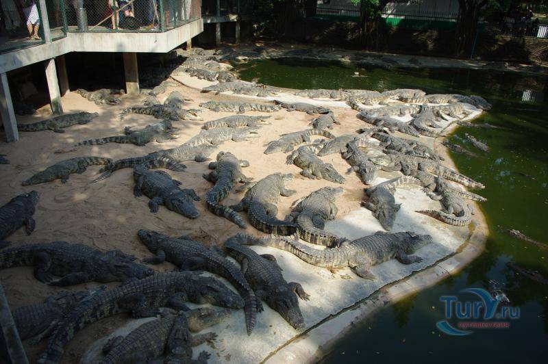 Крокодиловая ферма паттайя как добраться самостоятельно