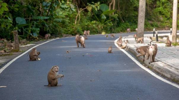 Гора обезьян на пхукете – место встречи туристов с макаками