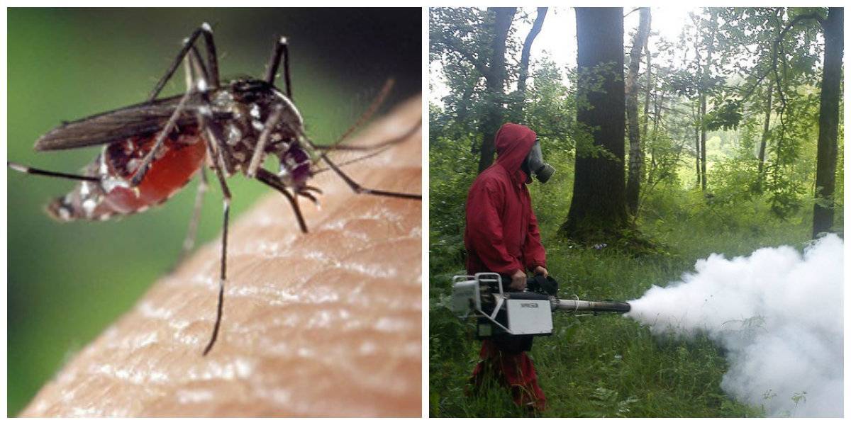 Вредные насекомые в тайланде - от съедобных до самых опасных!