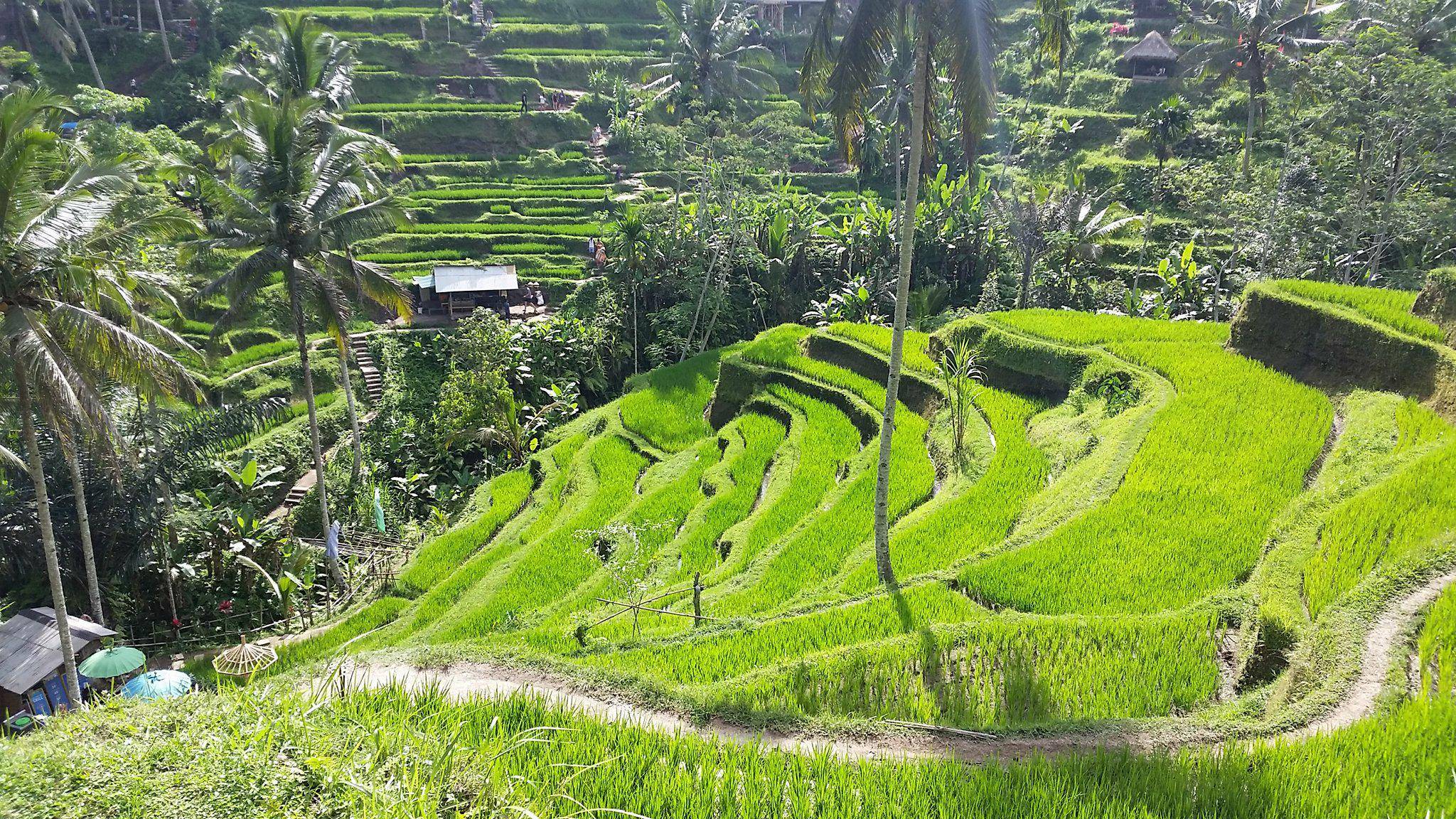 Что представляют собой рисовые поля и террасы на острове бали