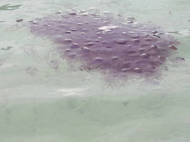 Есть ли ядовитые медузы на пляжах пхукета — ответ «тонкостей туризма»