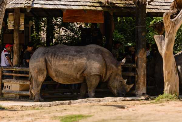 Зоопарк «као кео» в паттайе: история, животные зоопарка, адрес и фото