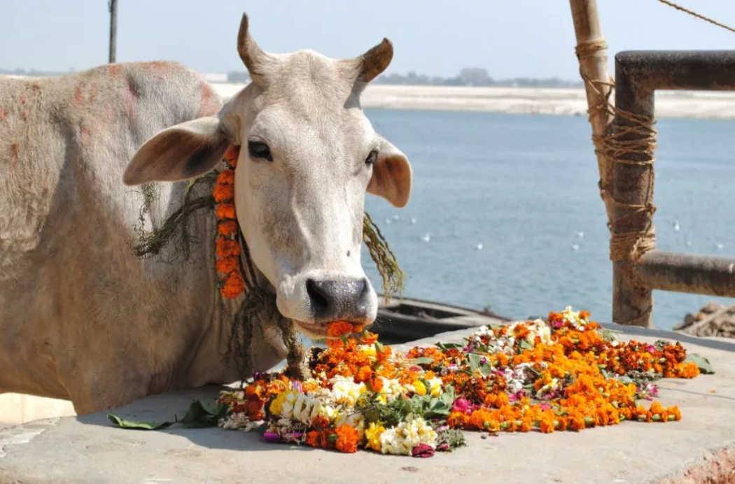Священное животное в индии - корова, традиции и причины