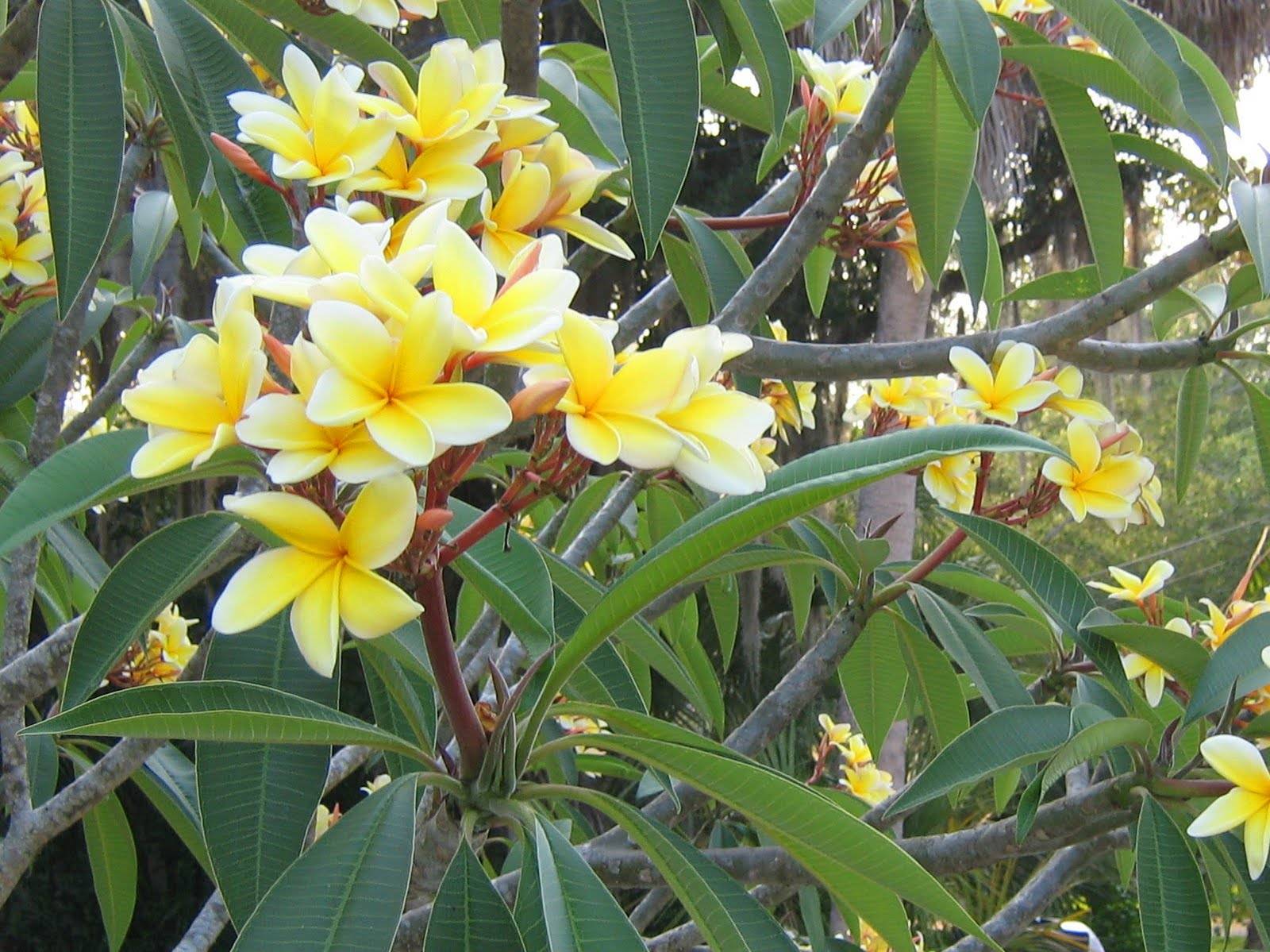 Плюмерия (франжипани) — уход в домашних условиях за цветущим деревом