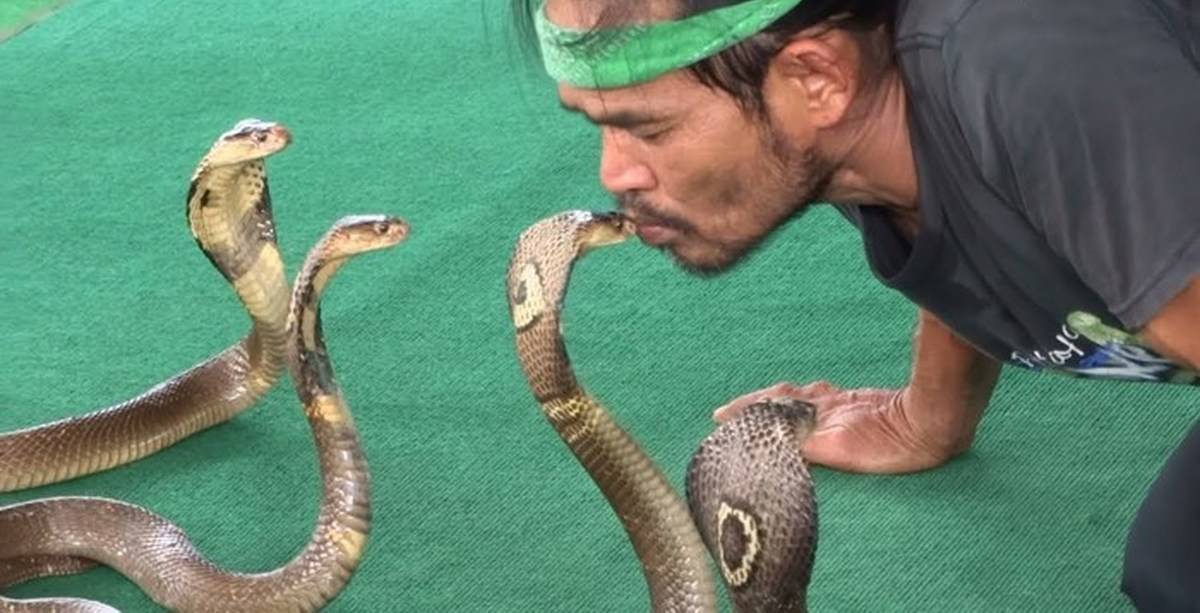 Змеи таиланда. ядовитые и опасные виды. что делать при укусе змеи | tailand-gid.org