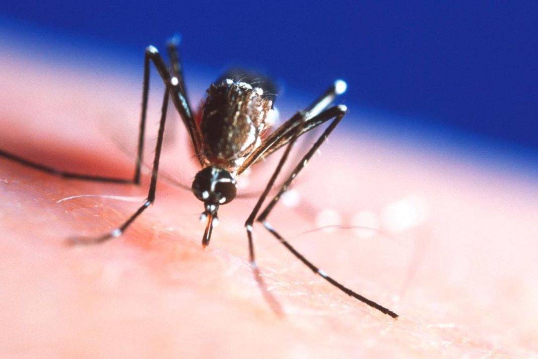 Лихорадка денге в тайланде – как защитить себя?