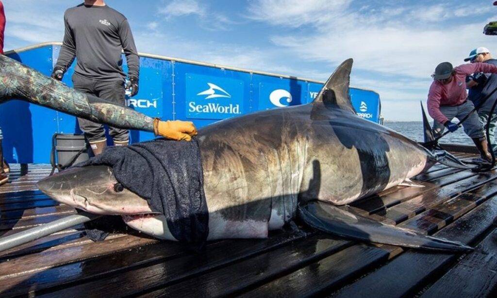 Случаи нападений акул катран в черном море на людей на курортах ∞ лагуна акул