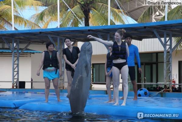Дельфинарий на пхукете – плавание с дельфинами