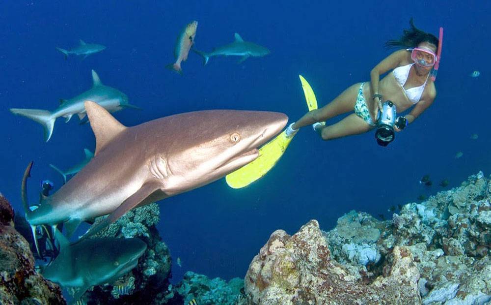 Есть ли акулы в средиземном море? виды, опасность для человека • вся планета