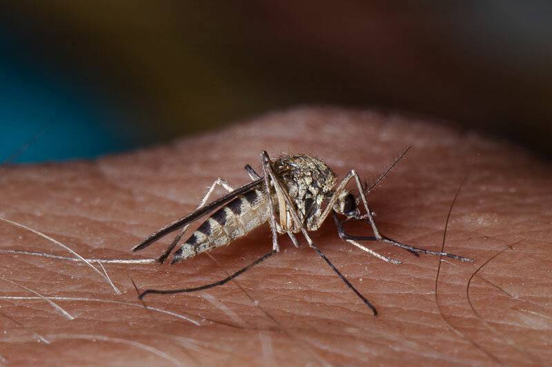 Лихорадка денге в тайланде – как защитить себя?